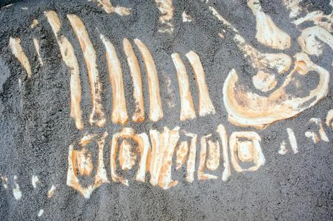 Dinosaur bones remains Stock Photos