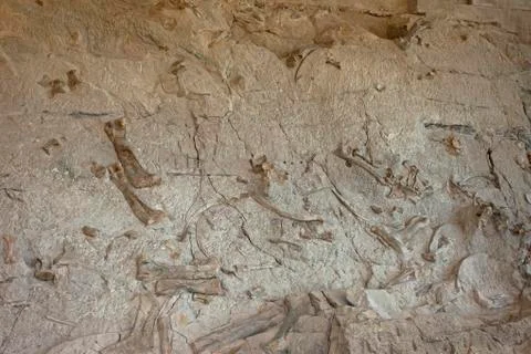 Dinosaur bones in rock wall fossil Vernal Stock Photos
