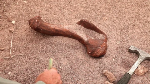 Dinosaur dig site work cleaning bone Stock Footage 34050597