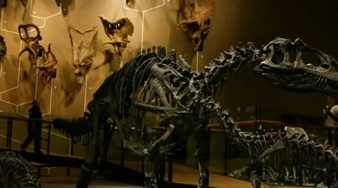 Dinosaur display Vidéo 10750141