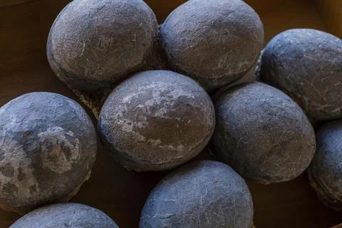 Dinosaur eggs, Museo Comarcal de Molina de Aragn, Guadalajara, Spain Stock Photos