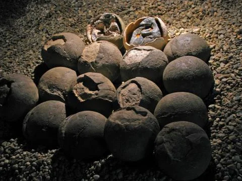 Dinosaur eggs Fotos Stock