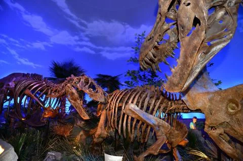 Dinosaur Exibit Stock Photos