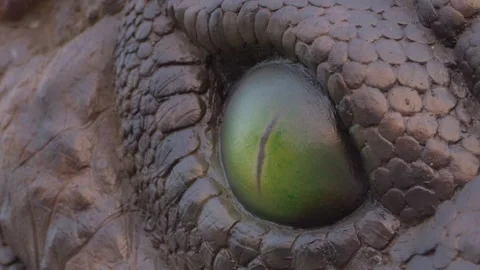 Dinosaur Eye Close Up - Jurassic World The Experience - Asiatique The 库存影片 337752272