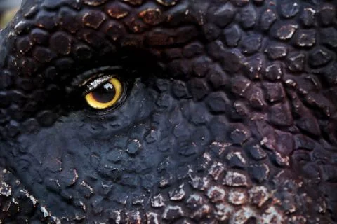 Dinosaur eye. Stock Photos