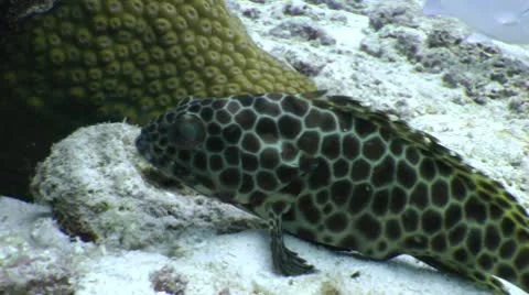 Dinosaur fish chillin like a boss Video stock 10565146