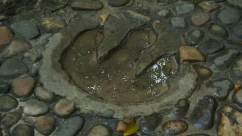 Dinosaur Footprints Embedded on Pathway in Ancient Forest Attraction Stock Photos