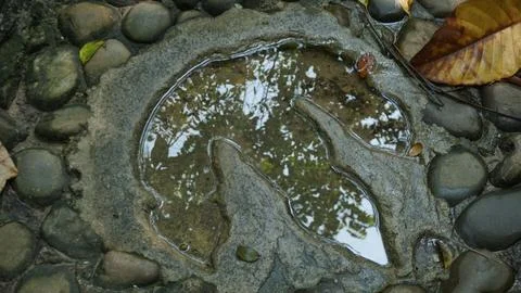 Dinosaur Footprints Embedded on Pathway in Ancient Forest Attraction Stock Photos