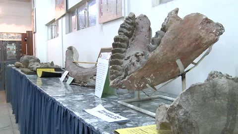 Dinosaur fossil Stock Footage 247039555