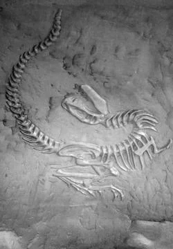 Dinosaur fossil Stock Photos