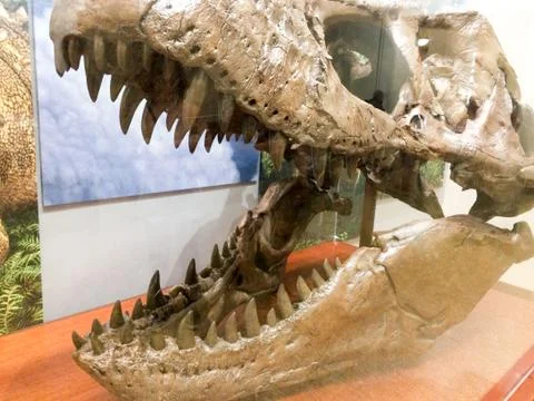 Dinosaur head with big teeth Stock Photos