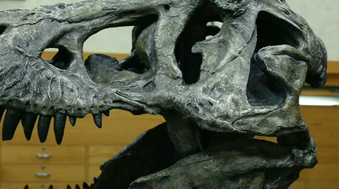 Dinosaur head model P HD 7243 Stock Footage 738939