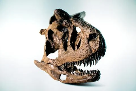 Dinosaur head skeleton Stock Photos