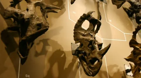 Dinosaur heads 動画素材 10750078