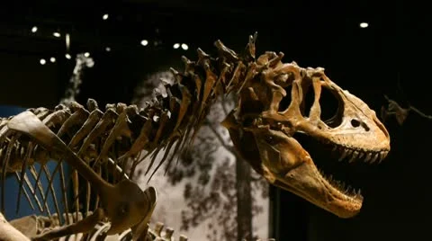 Dinosaur indoor 스톡 동영상 10749780