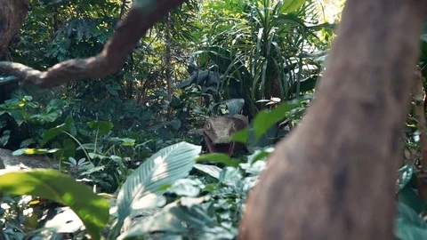 Dinosaur in the jungle Stock Footage 74560227