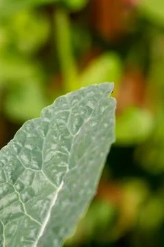 Dinosaur Kale Leaf Stock Photos