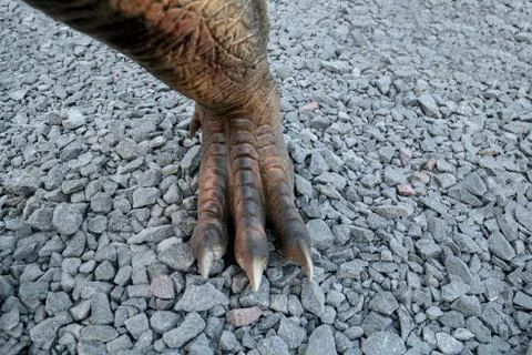 Dinosaur leg Stock Photos