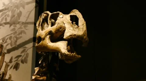 Dinosaur pan 库存影片 10750279