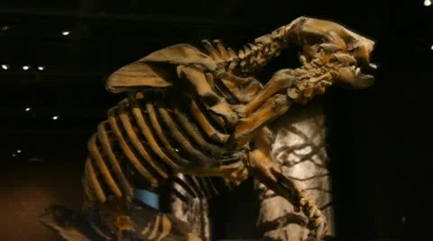 Dinosaur panning Vidéo 10749870