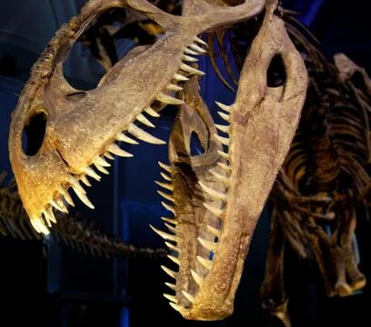 Dinosaur Stock Photos