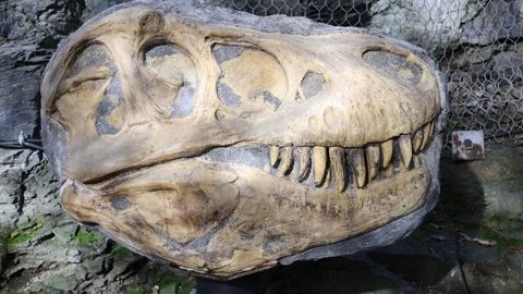 Dinosaur prints on stone archeology Stock Footage 287925077