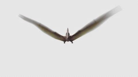 Dinosaur Pterodactal Fly Animation Loop with Alpha Front View Stock Footage 205118169