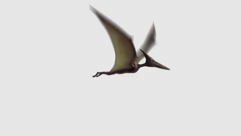 Dinosaur Pterodactal Fly Animation Loop with isolated Alpha Side View Stock Footage 205118178