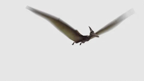 Dinosaur Pterodactal Fly Animation Loop with isolated Alpha Stock Footage 205118187