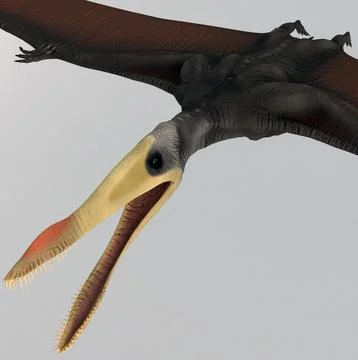 Dinosaur Pterosaur Static ~ 3D Model #91443226 | Pond5