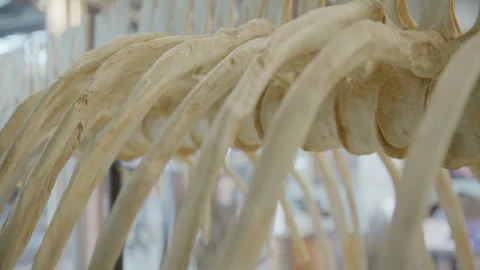 Dinosaur rib cage close up tracking shot Stock Footage 261522794