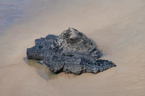  Dinosaur rock Stock Photos