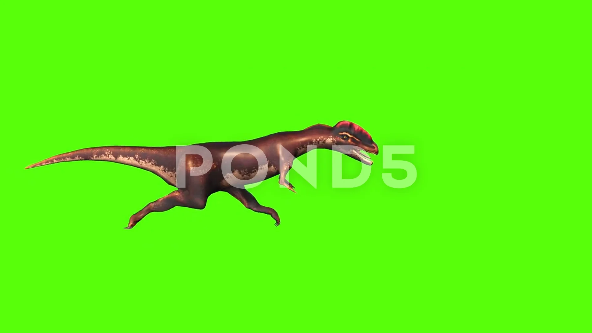 Animate Running Dinosaur Tyrannosaurus Rex 3d Stock Footage Video (100%  Royalty-free) 1012228994