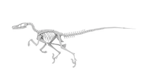 Dinosaur skeleton concept rendered on white background Stock Illustration