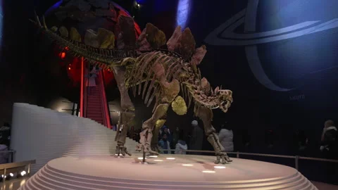 Dinosaur Skeleton Exhibit On Circular Platform In Natural History Museum, UK Stock Footage 327656174