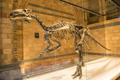 Dinosaur skeleton exhibited Stock Photos