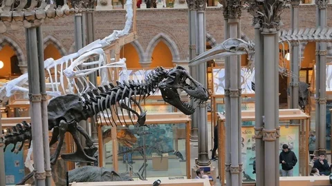 Dinosaur skeleton exhibits in museum Stock Footage 73285603