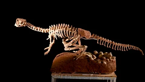 Dinosaur Skeleton Fossils Video stock 331195266