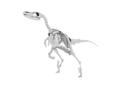 Dinosaur skeleton isolated on white background Stock Illustration
