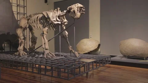 Dinosaur skeleton in the museum 스톡 동영상 147869733