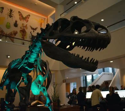 A Dinosaur Skeleton At The Museum Stock Photos