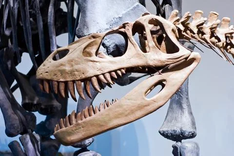 Dinosaur skeleton Stock Photos