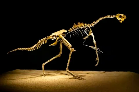 Dinosaur skeleton Stock Photos