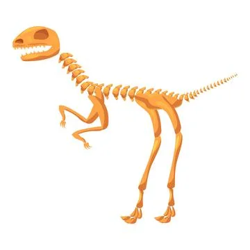 Dinosaur skeleton standing on two legs showing its teeth Stock Illustration