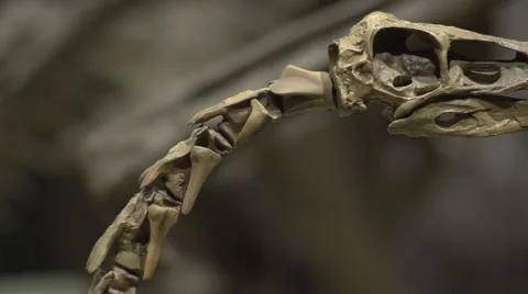 Dinosaur Skeleton Time Lapse Stock Footage 62728170