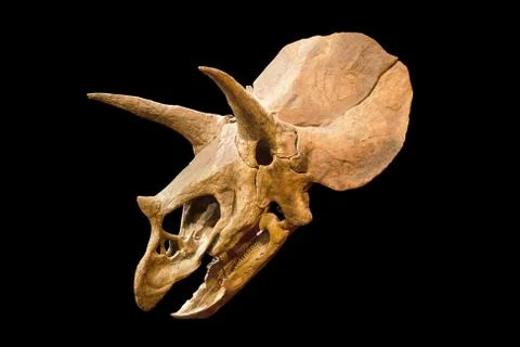Dinosaur skeleton. Triceratops Fossil skull over white isolated background Stock Photos