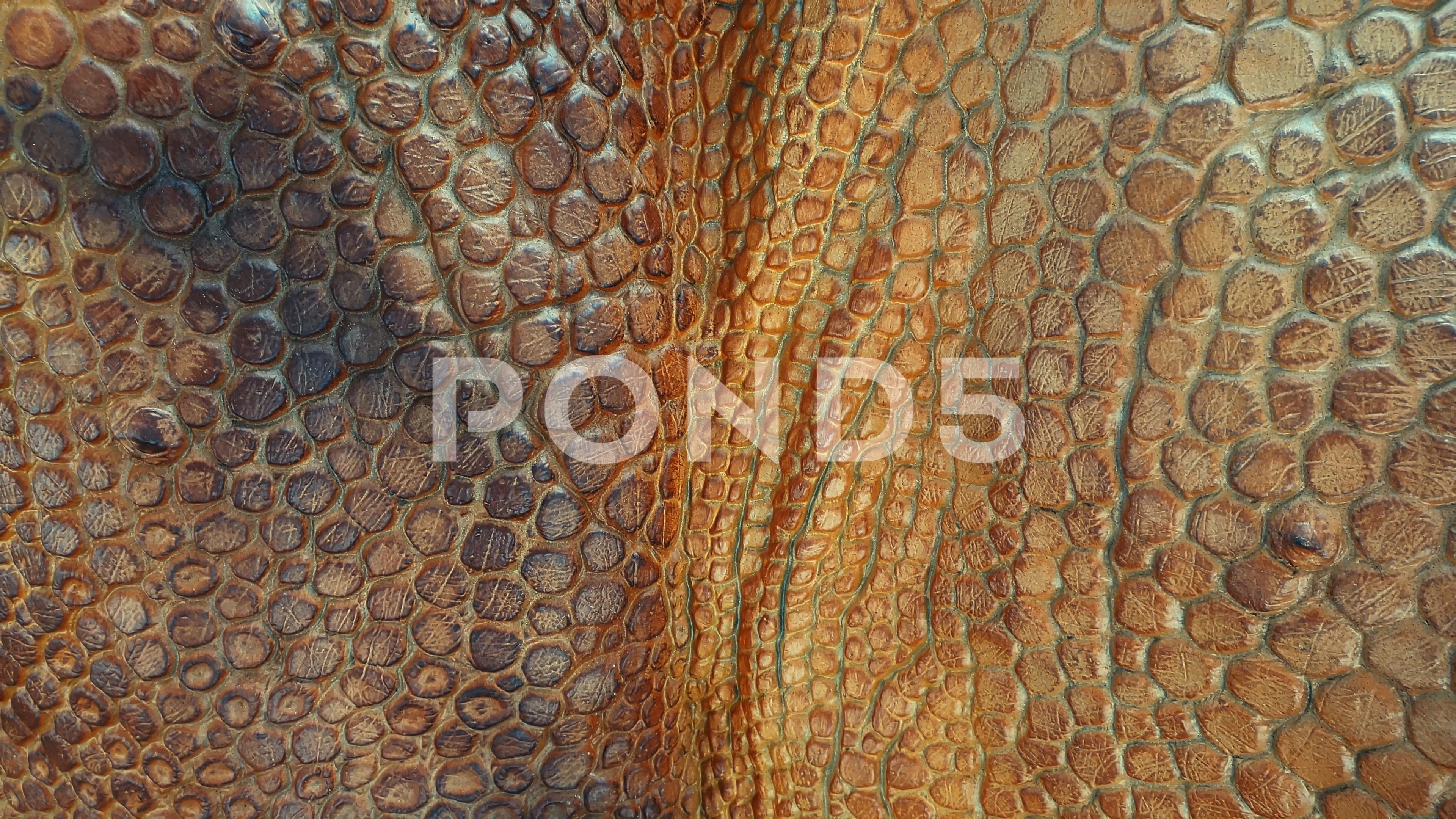 dinosaur skin texture