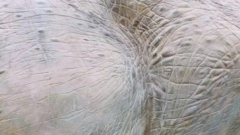 Dinosaur skin close up Stock Footage 135423344