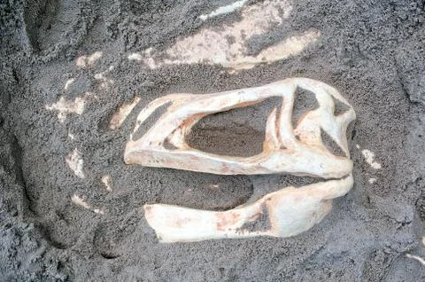 Dinosaur skull bones 写真素材