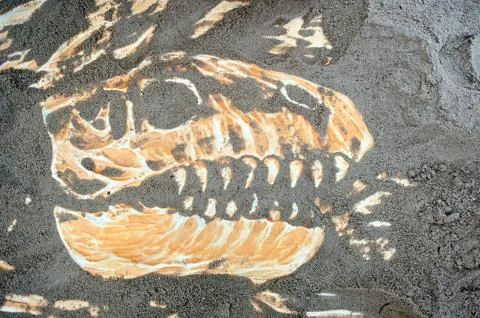 Dinosaur skull bones Stock Photos